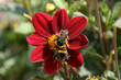 two bees