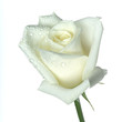 rose blanche et rosée_345463