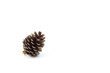 pine cone
