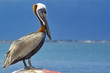 perched pelican