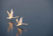 Photo: vol cygne vol cygne