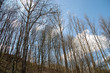 baumgruppe am hang