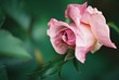 Freckled Rose.