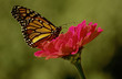 monarch butterfly on pink flower