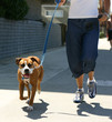 trotting dog trotting dog