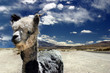 alpaca in chile