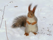 Foto: thoughtful squirrel thoughtful squirrel