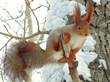 Foto: acrobat squirrel acrobat squirrel