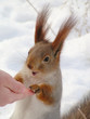 Foto: beggar squirrel beggar squirrel