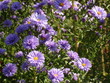 lila blumen