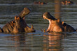hippopotamus