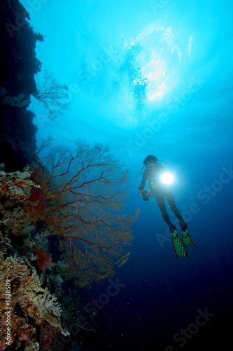 diver and coral reef