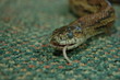 snake eats mouse 1
