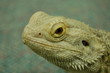 bearded dragon 2