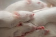 mice