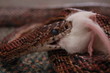 snake eats mouse 2