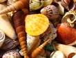 Foto: sea shells sea shells