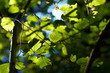 leaves