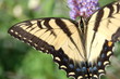 buterfly 2