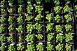 little plants