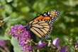 buterfly 1