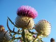 schottische distel schottische distel