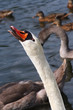 white goose