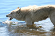 wolf drinking water