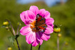 pink dahlia flower with butterfly and bee on it pink dahlia flower with butterfly and bee on it