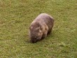 wombat