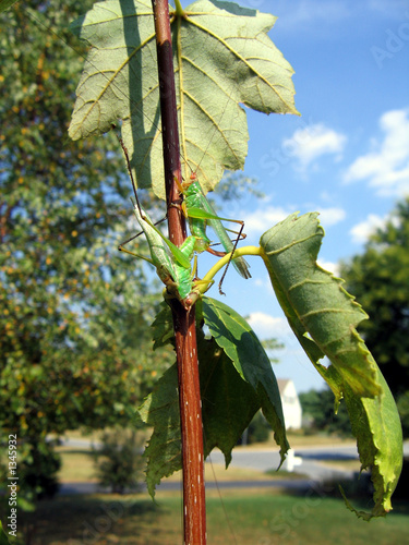 Photo: grasshopper love grasshopper love