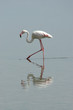 flamand rose