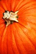 close up of pumpkin