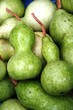 baby gourd