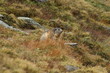 marmotte