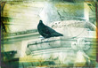 grunge dove with textured border