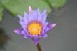 lotus bleu