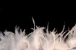 feathery border