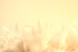 softness