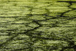 algae mat lake abstract algae mat lake abstract