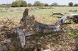 Photo: dead cottonwood dead cottonwood