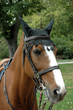 brown horse