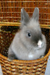 bunny in a basket