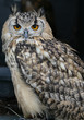 owl