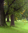 welcoming trees