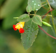 red and yellow flower