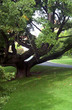octopus the tree