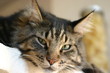 maine coon