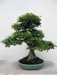 bonsai maple tree bonsai maple tree