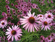 echinacea flowers echinacea flowers